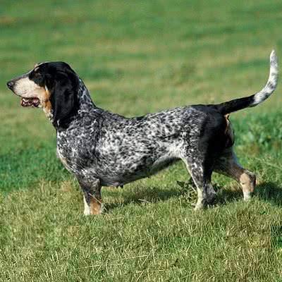 大蓝加斯科涅猎犬