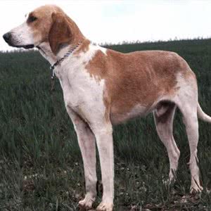 法国黄白猎犬