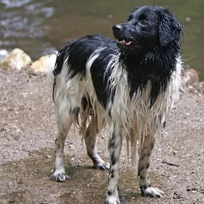 佛瑞斯安水犬