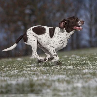 丹麦老式指示犬