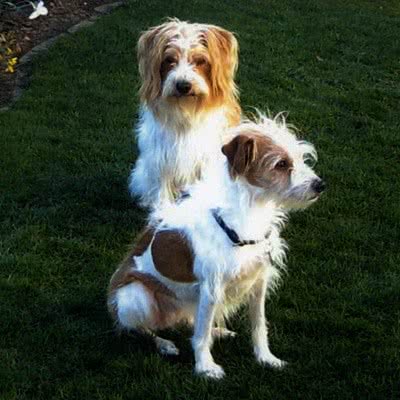 克龙弗兰德犬