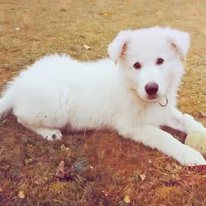 阿特拉斯牧羊犬