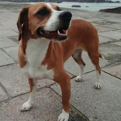 波萨维茨猎犬