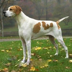 艾瑞格指示犬