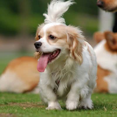 查理王骑士猎犬