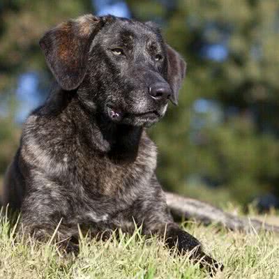 卡斯托莱博瑞罗犬