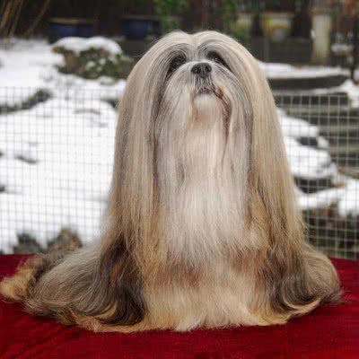 拉萨犬