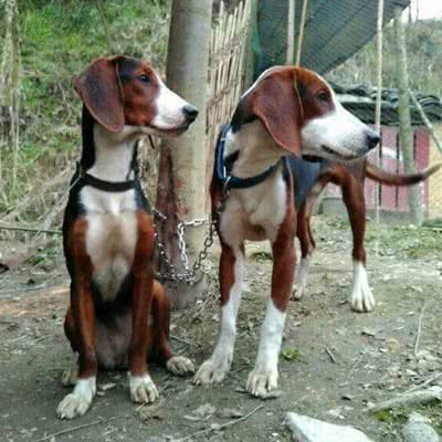 塞尔维亚三色猎犬