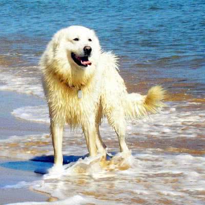 玛瑞玛安布卢斯牧羊犬
