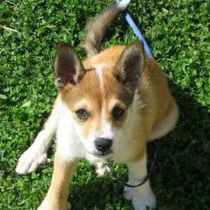 挪威卢德杭犬