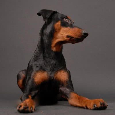 德国宾莎犬